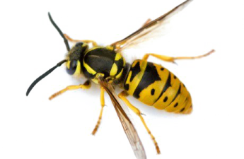a yellow and black wasp on a white background