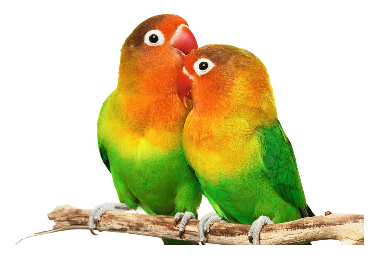 two colorful birds sitting on a branch