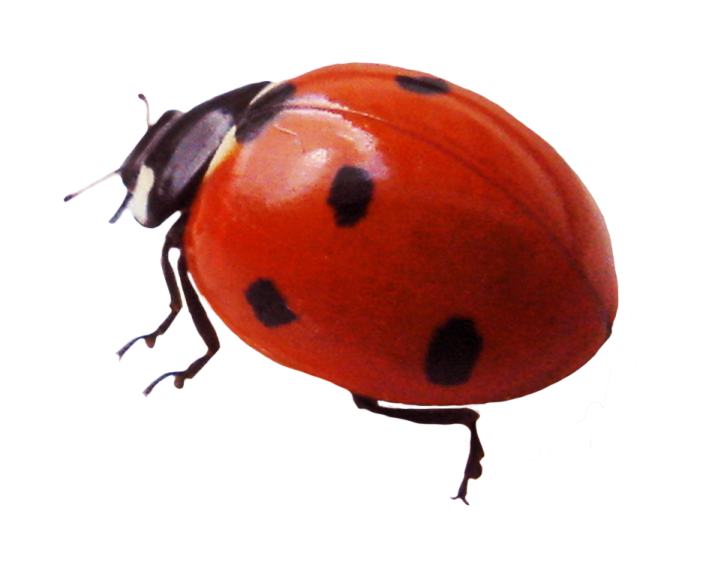 a ladybird beetle on a white background