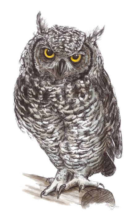 a drawing of an owl with yellow eyes