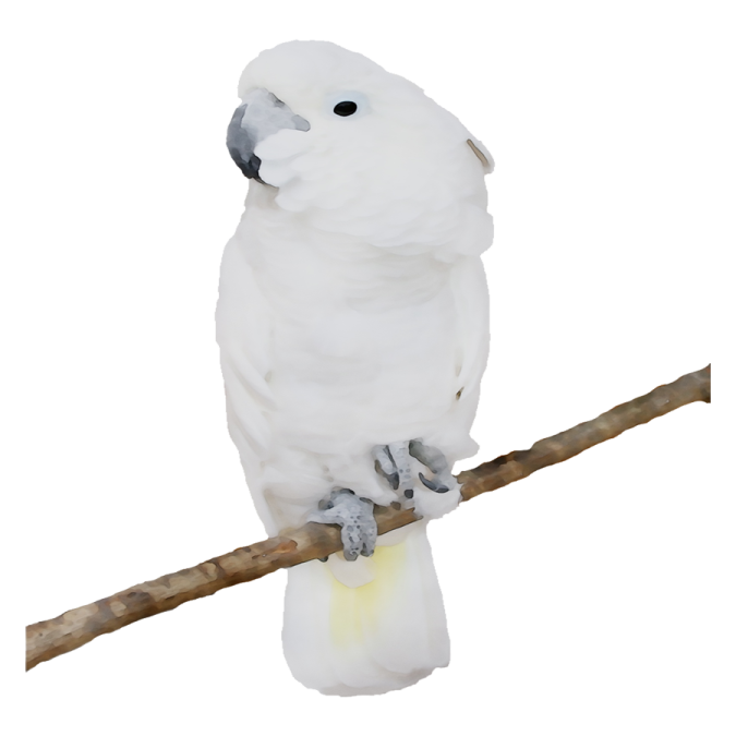 a white bird sitting on top of a branch
