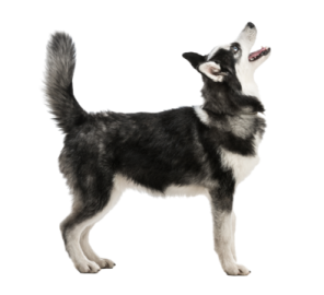 a black and white dog standing on a white background