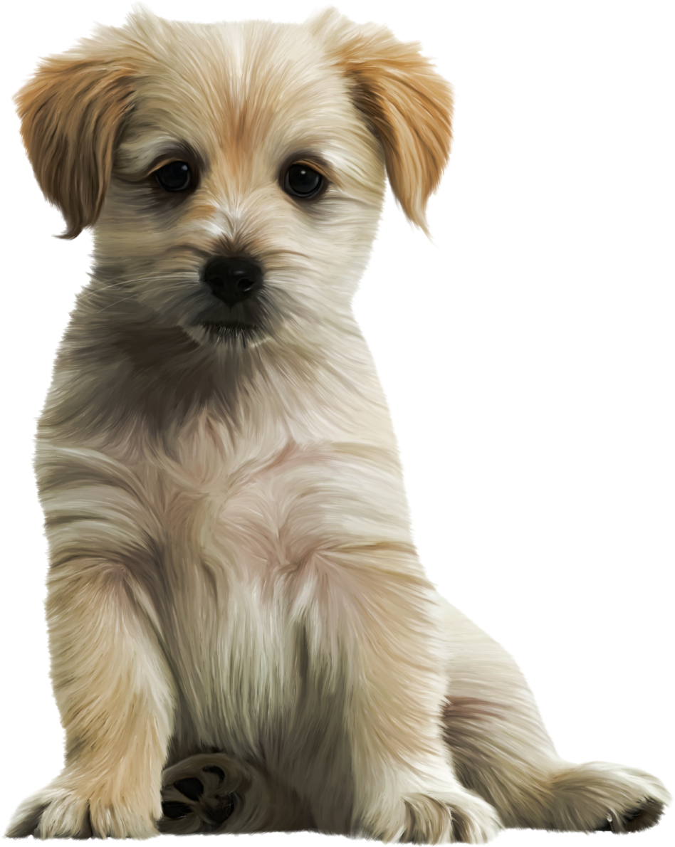 a small brown and white dog sitting down