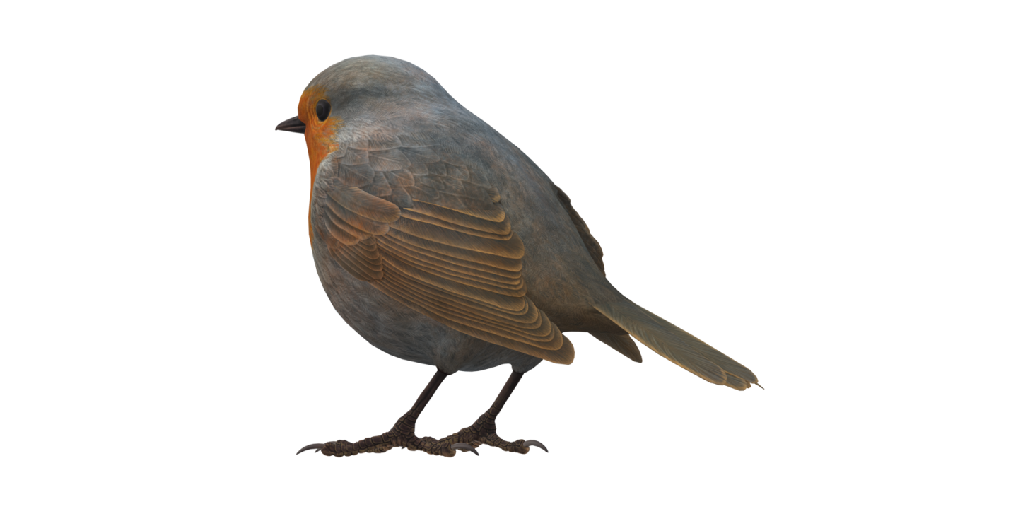 a bird standing on top of a white surface