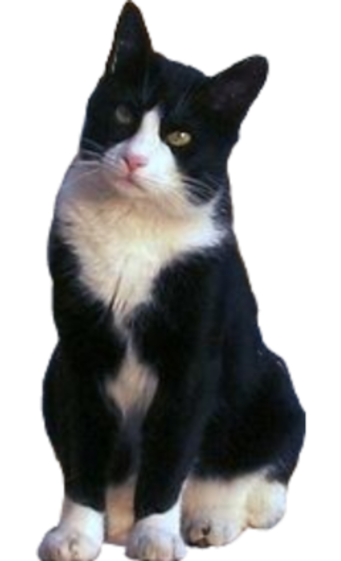 a black and white cat sitting on the ground