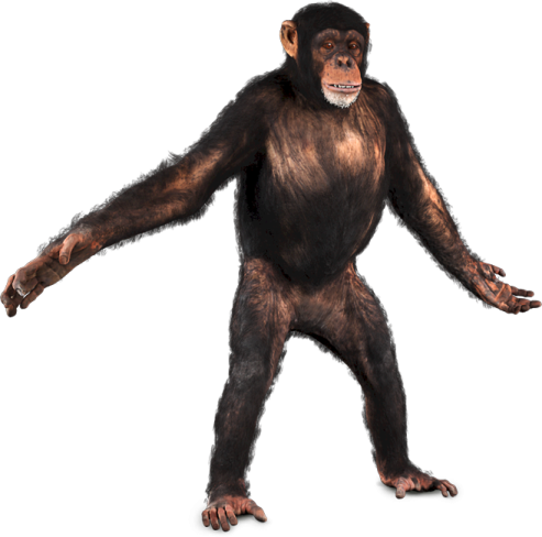 a monkey standing up with its arms spread