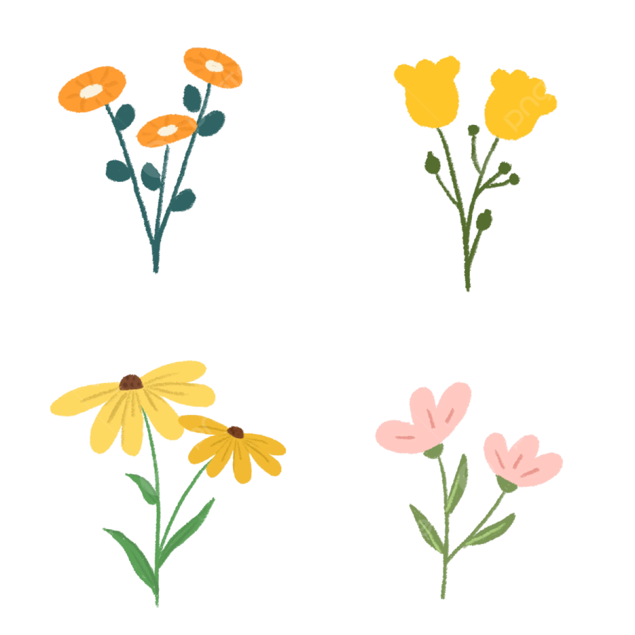 a set of four flower illustrations