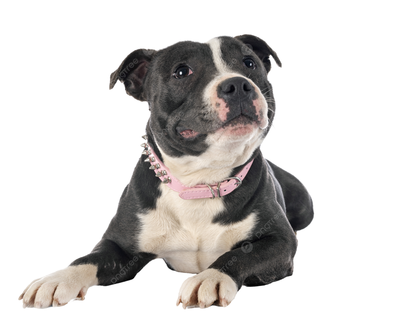 a black and white dog with a pink collar
