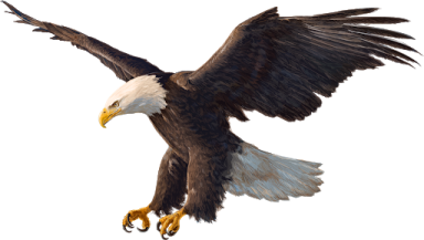 an eagle flying with its wings spread