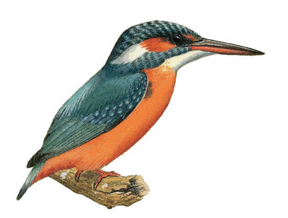 a bird sitting on top of a tree branch
