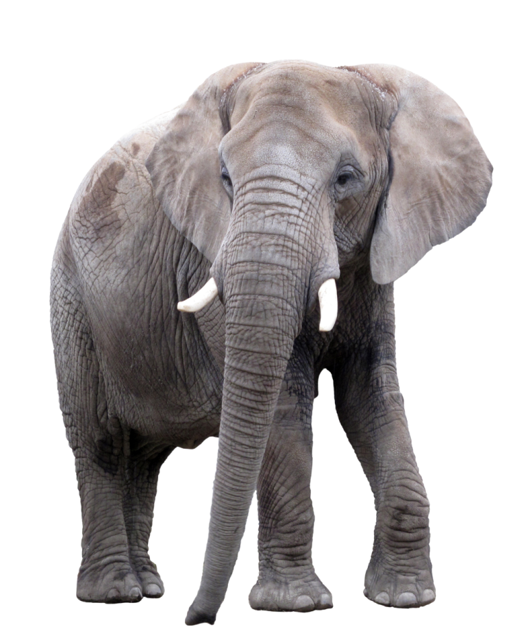 an elephant standing in front of a white background