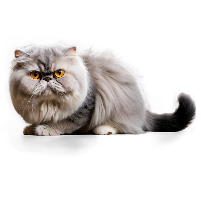 a fluffy gray cat sitting on a white surface