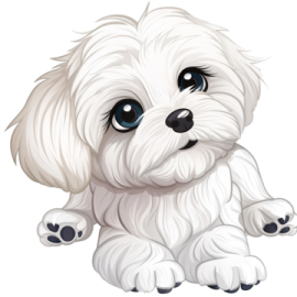 a small white dog with big blue eyes
