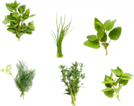 herbs on a white background