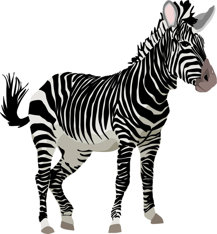 a zebra standing on a white background