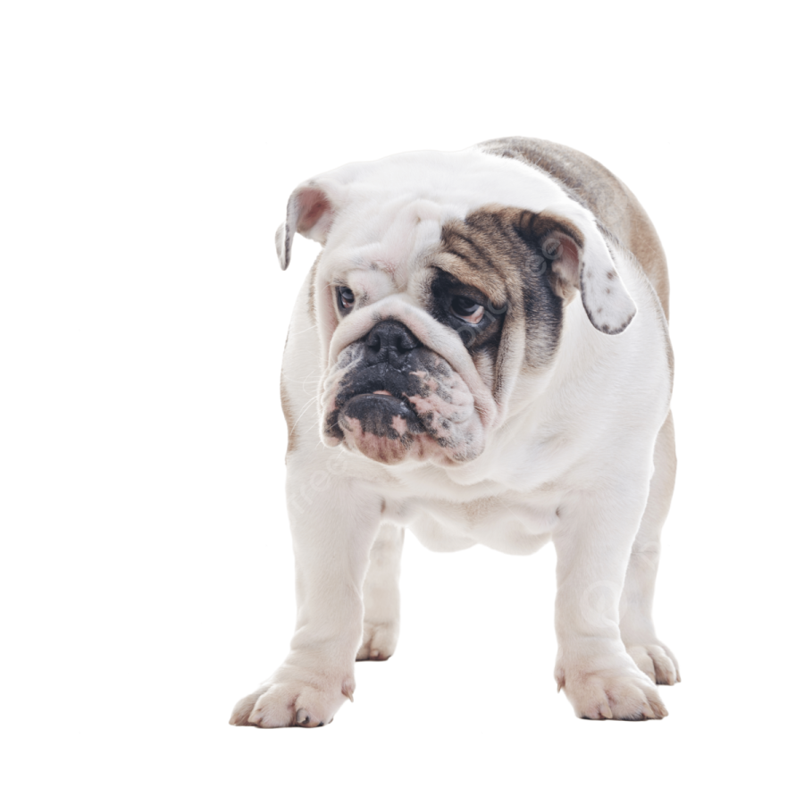a small white and brown dog standing on a white surface