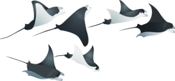 a group of stings flying in the air