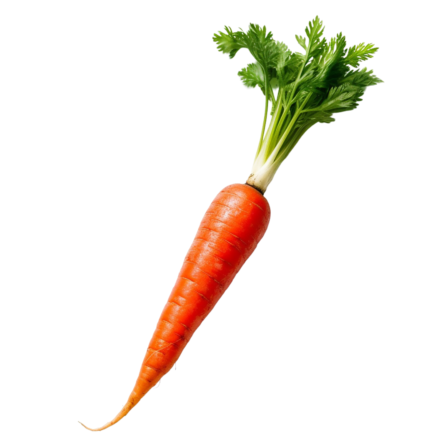 a single carrot on a white background