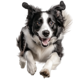 a black and white dog running through the air