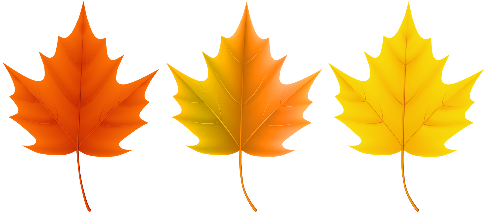 four different colored maple leaves