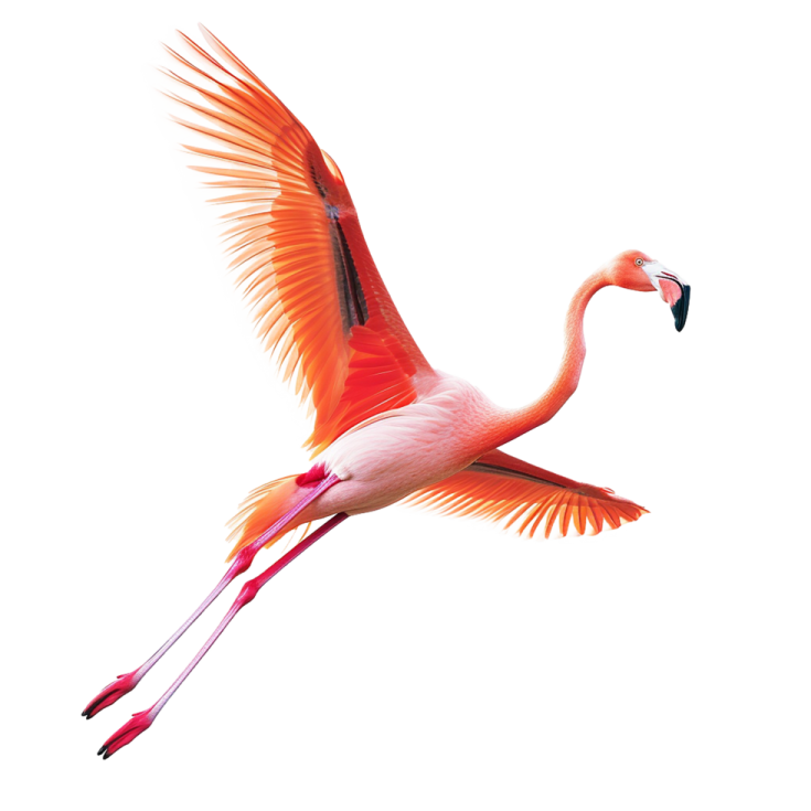 a pink flaming flying in the air