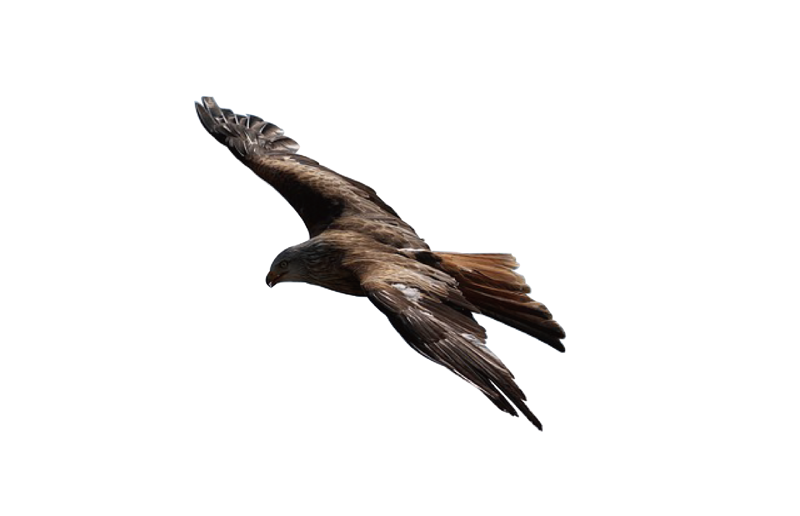 a bird flying through the air on a white background