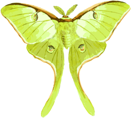 a green moth on a white background