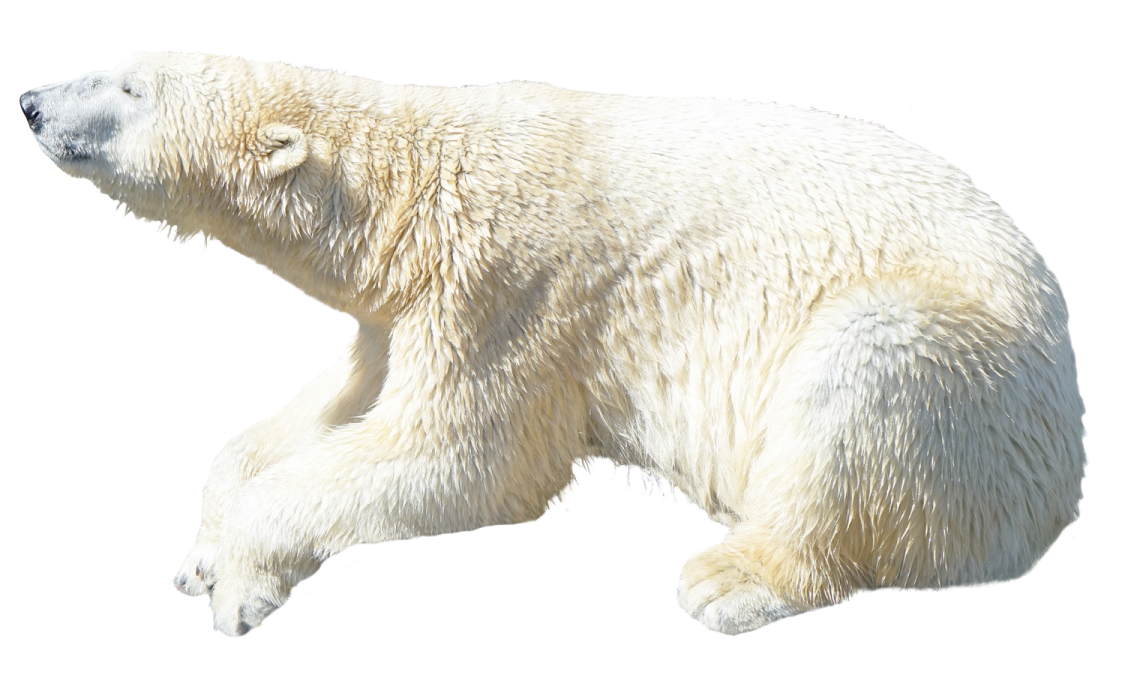 a polar bear is walking in the snow