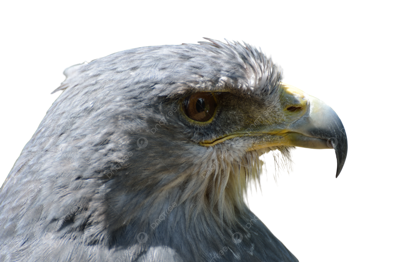 a close up view of a bird's head