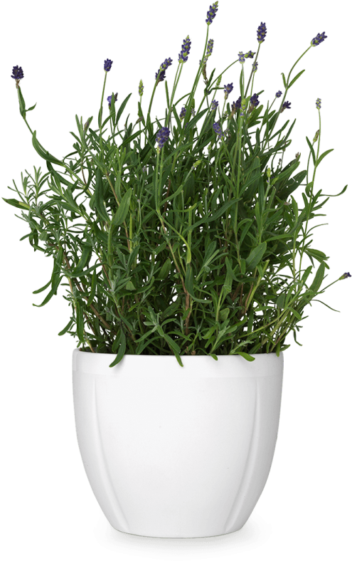 a plant in a white pot with purple flowers