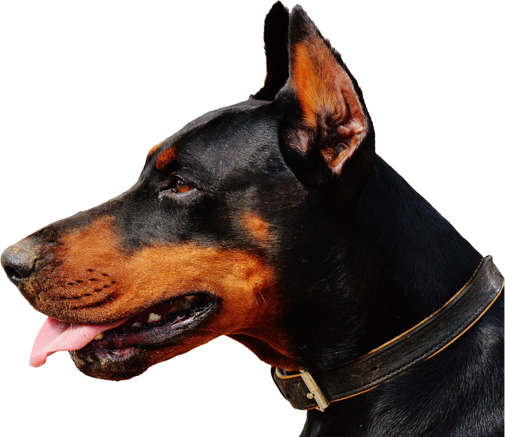 a close up of a dog with its tongue out