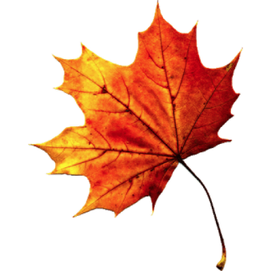 an orange maple leaf on a white background