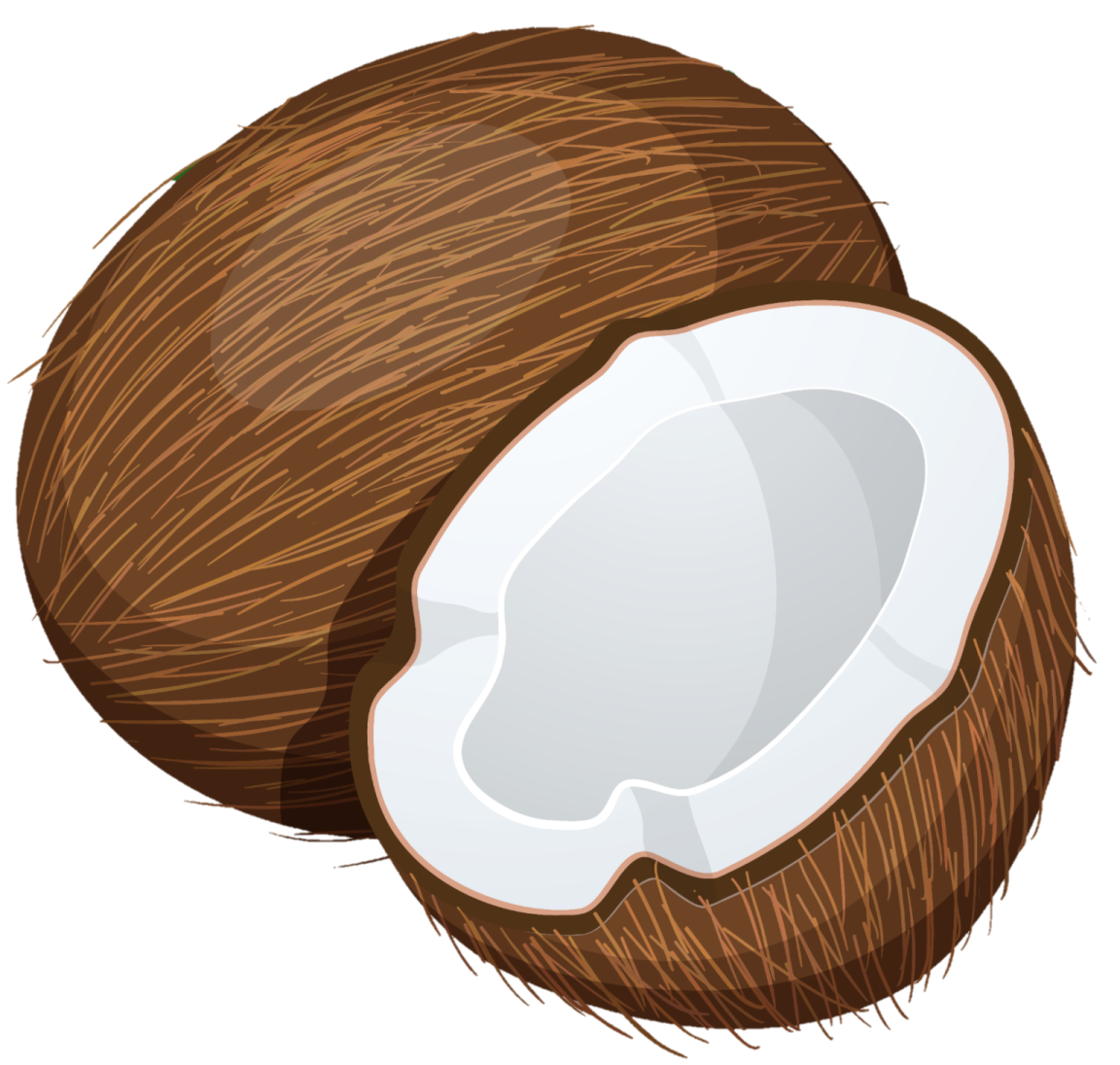 a coconut on a white background