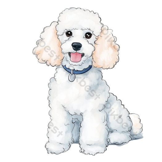 a watercolor drawing of a white poodle dog