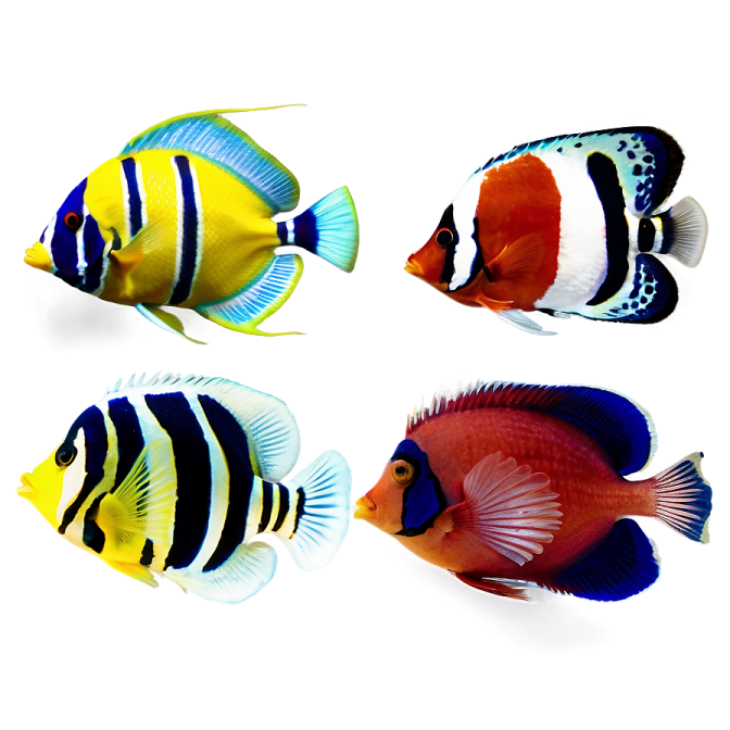 a group of colorful fish on a white background