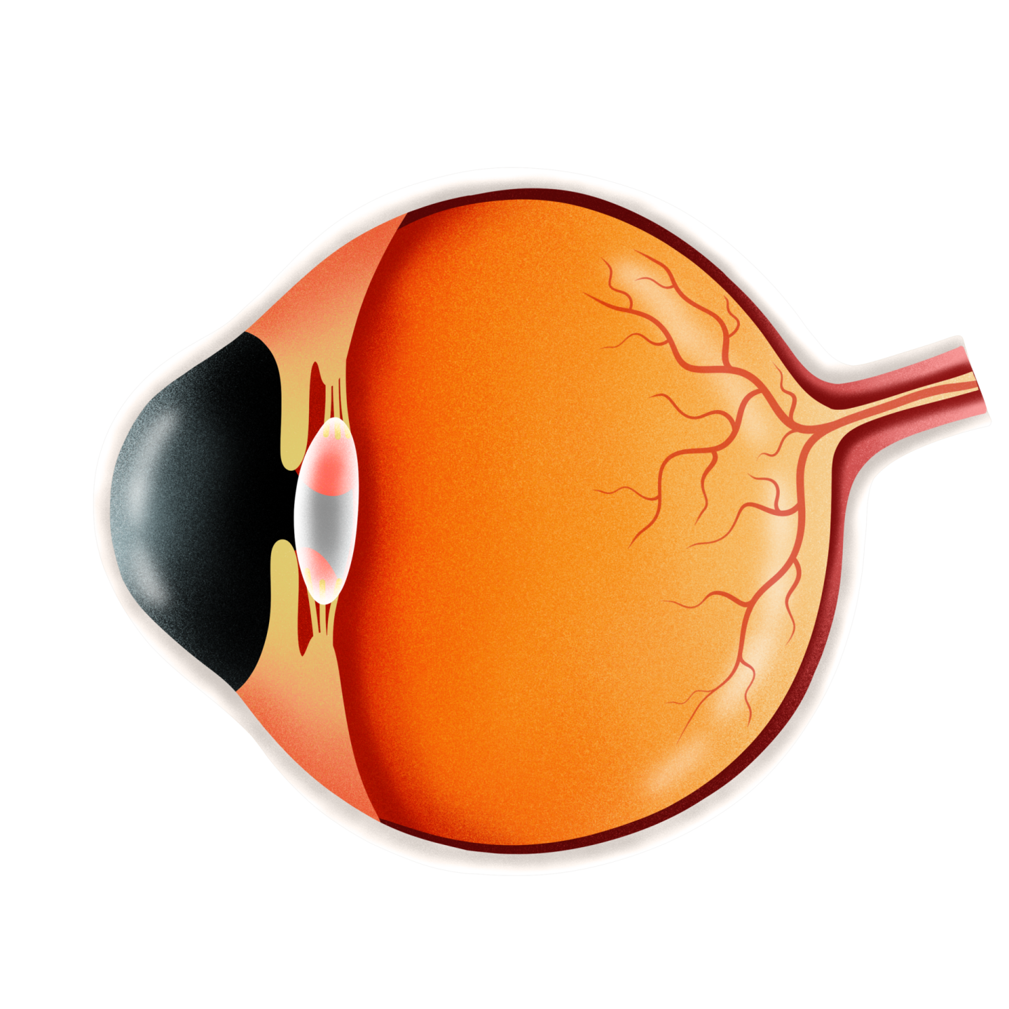 the structure of the eye