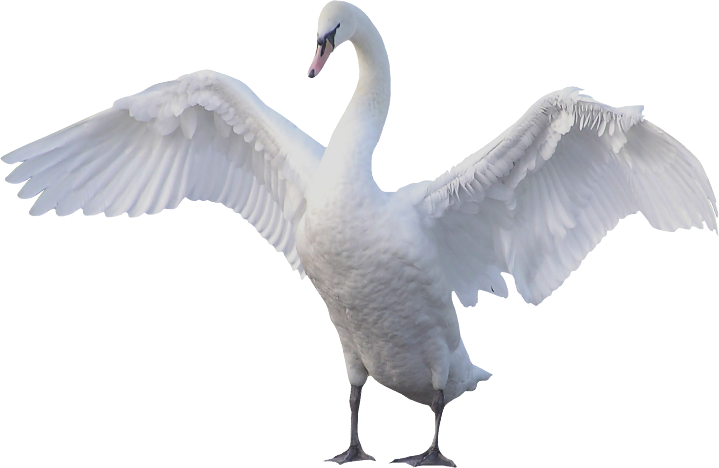 a white swan with its wings spread