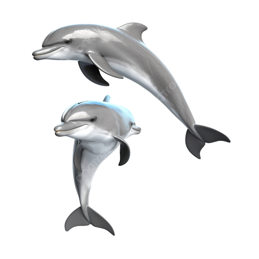 two dolphins on a white background