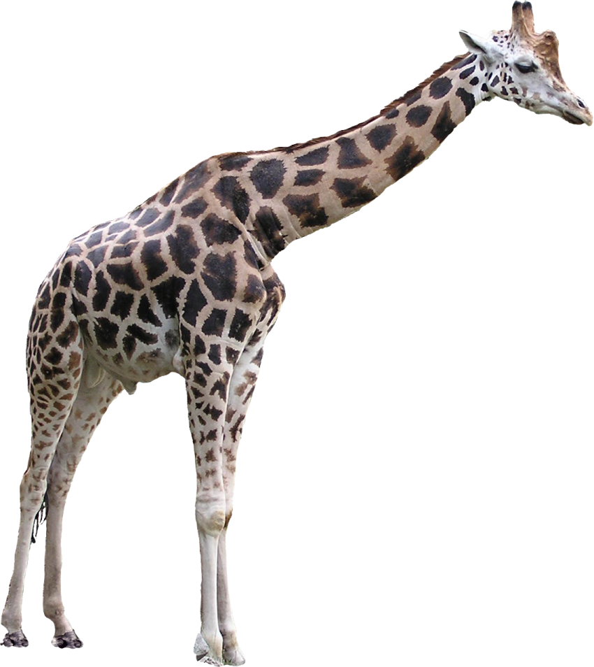 the gi is brown and white