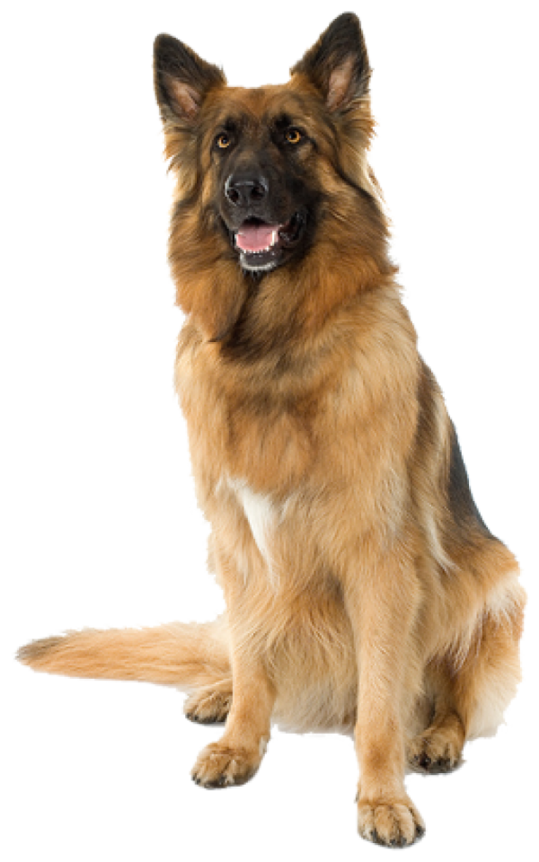 a large brown and black dog sitting down