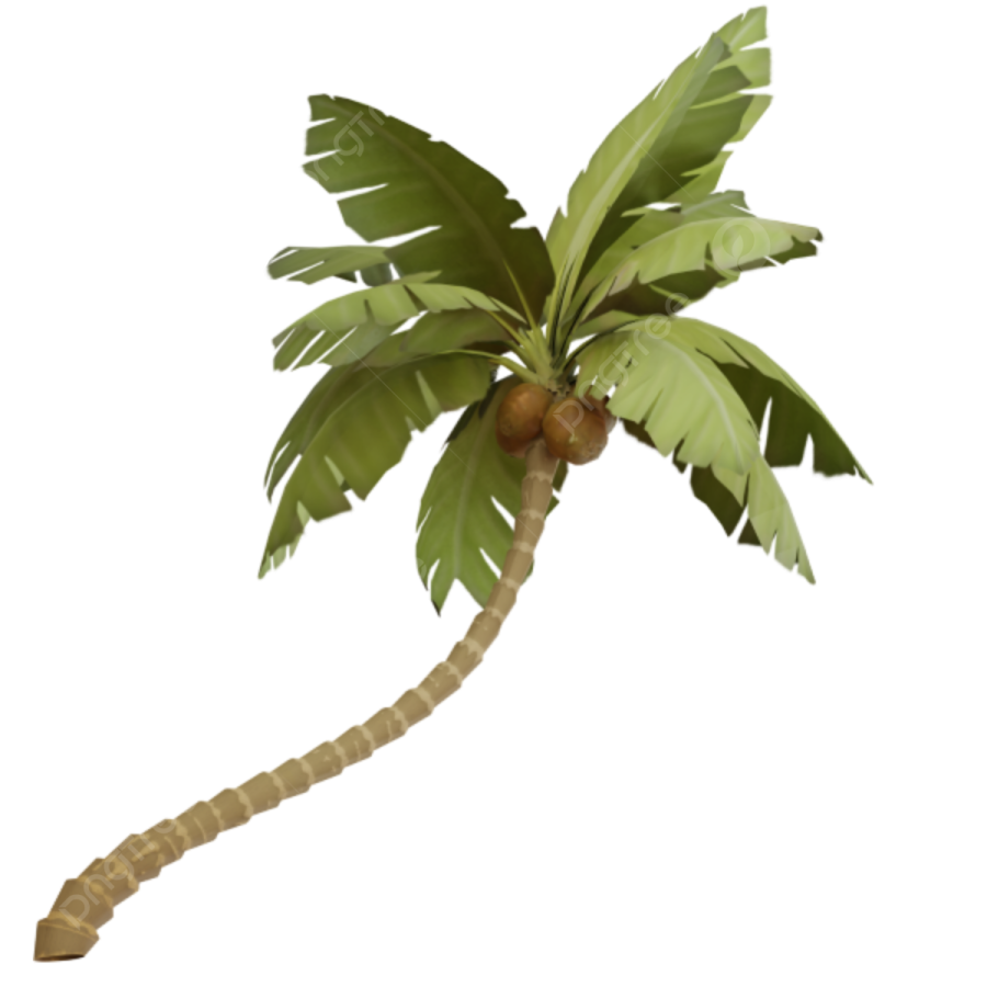 a palm tree on a white background