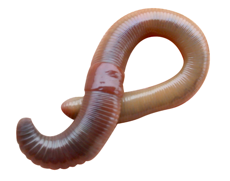a close up of a worm on a white background