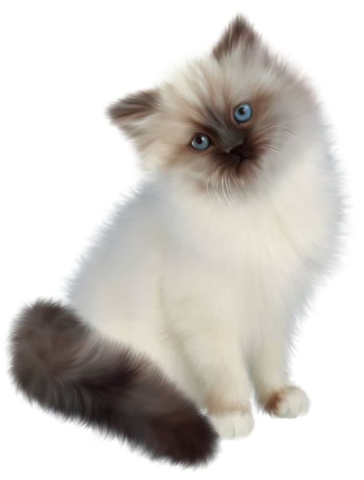 a fluffy cat with blue eyes sitting down
