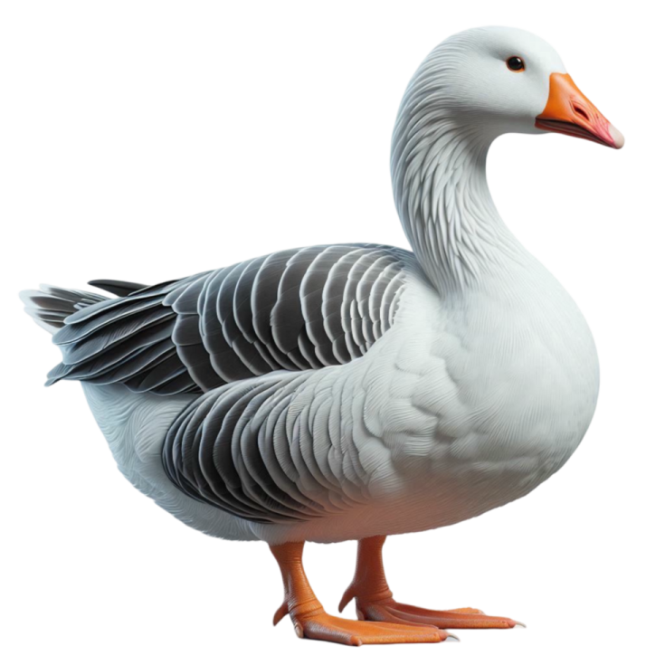 a goose standing on its hinds