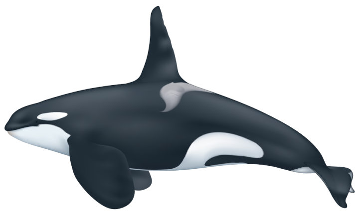 a black and white orca whale