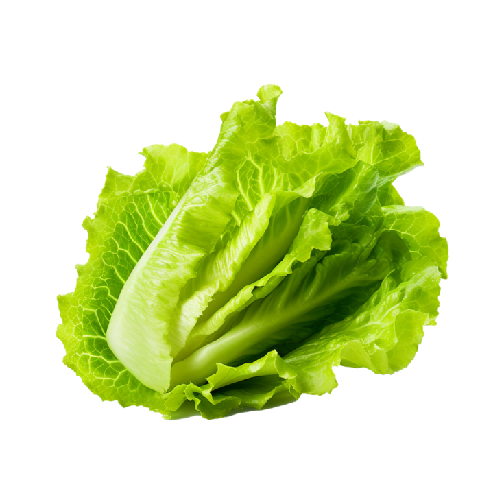 a lete leaf on a white background