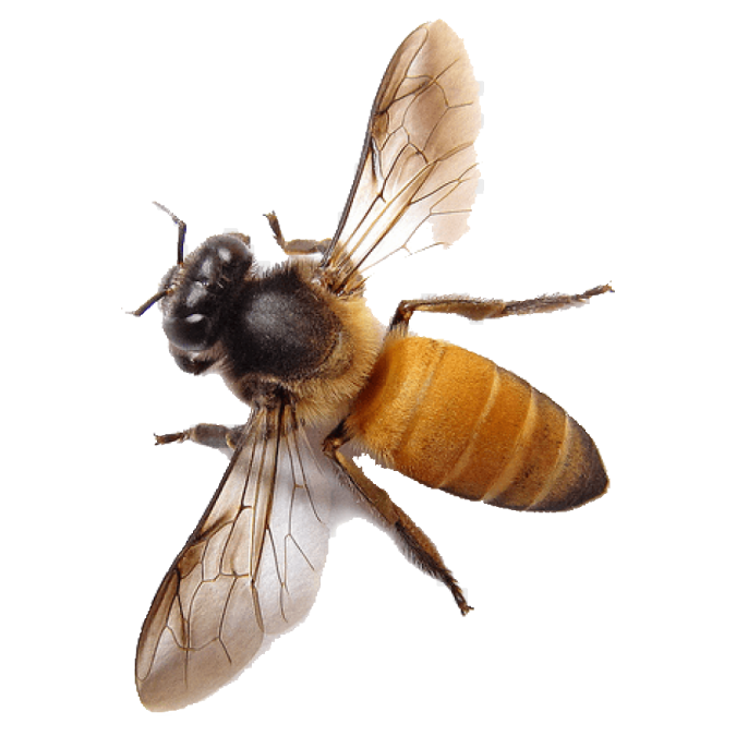 a bee on a white background