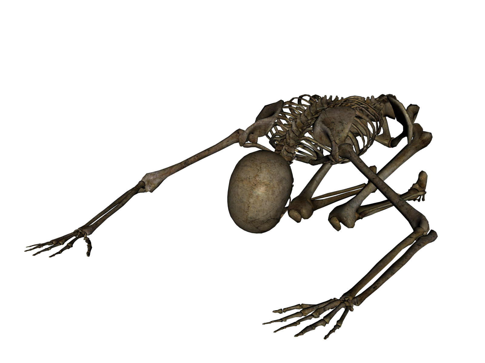 a skeleton is standing on its hinds