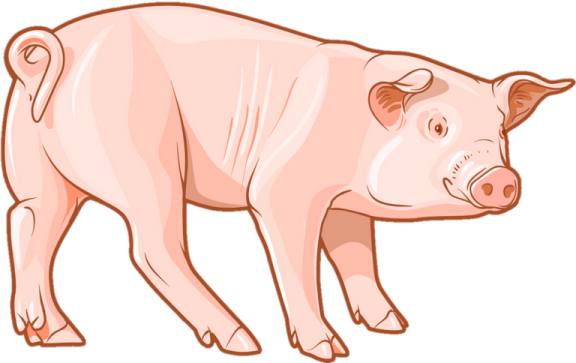 an illustration of a pig