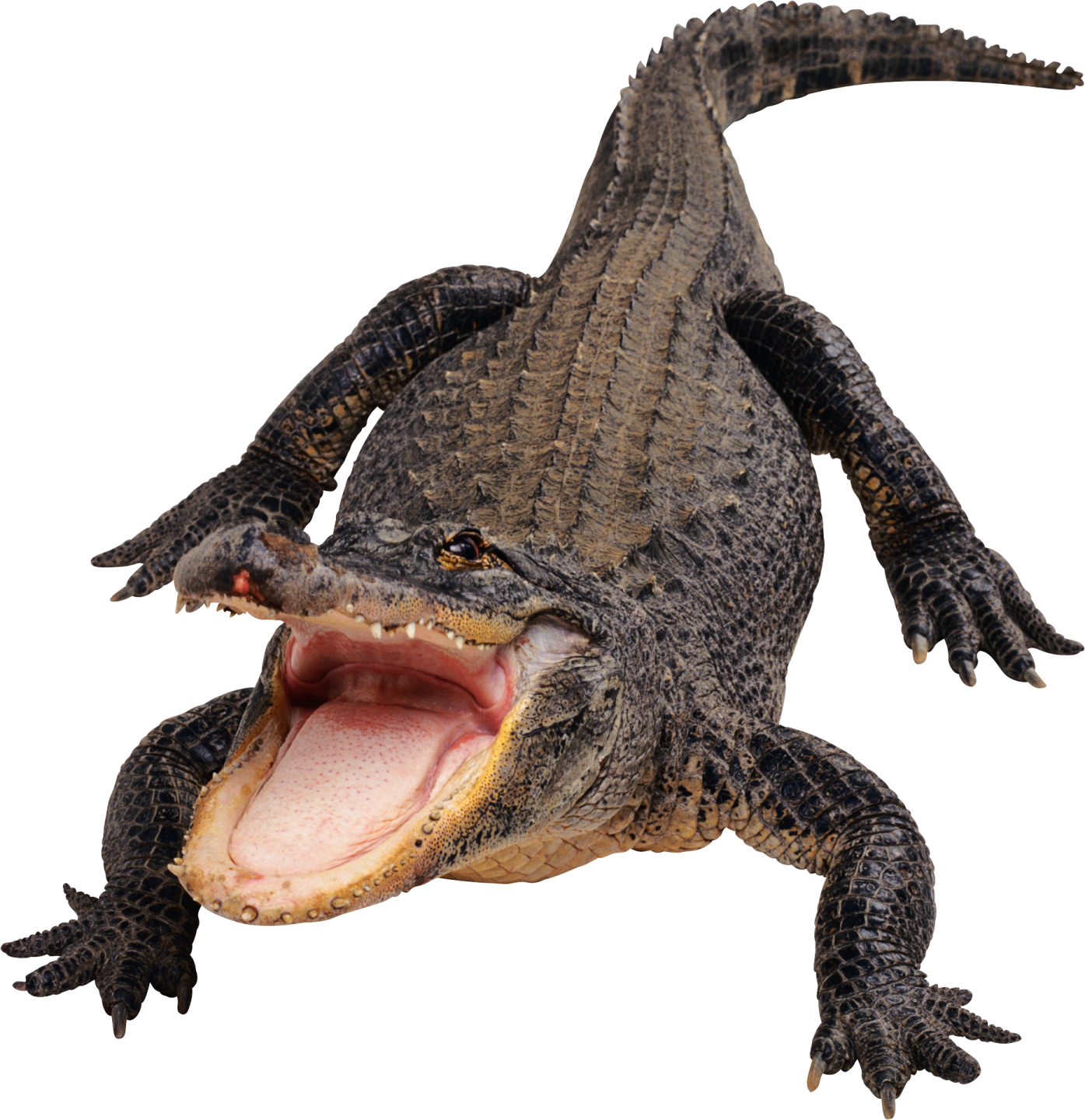 an alligator with its mouth open and tongue out